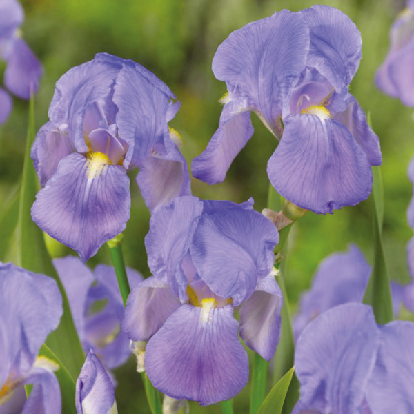 iris-pallida-variegata-2